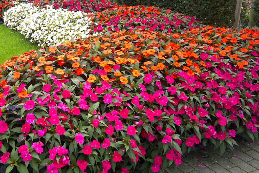 Sunpatiens É Flor De Sol Pleno E Aguenta Calor - Minhas Plantas